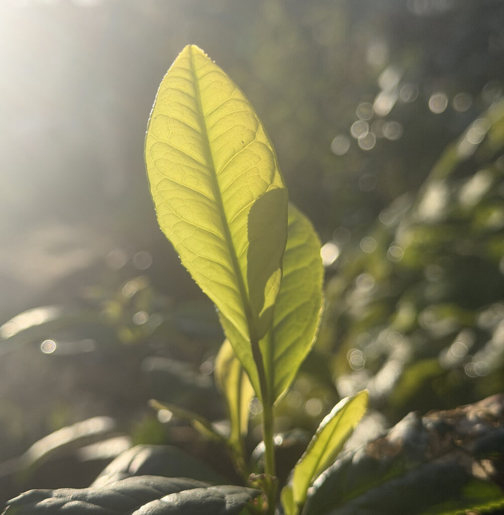 Ghemu-Farm-Tea-leaves-2026